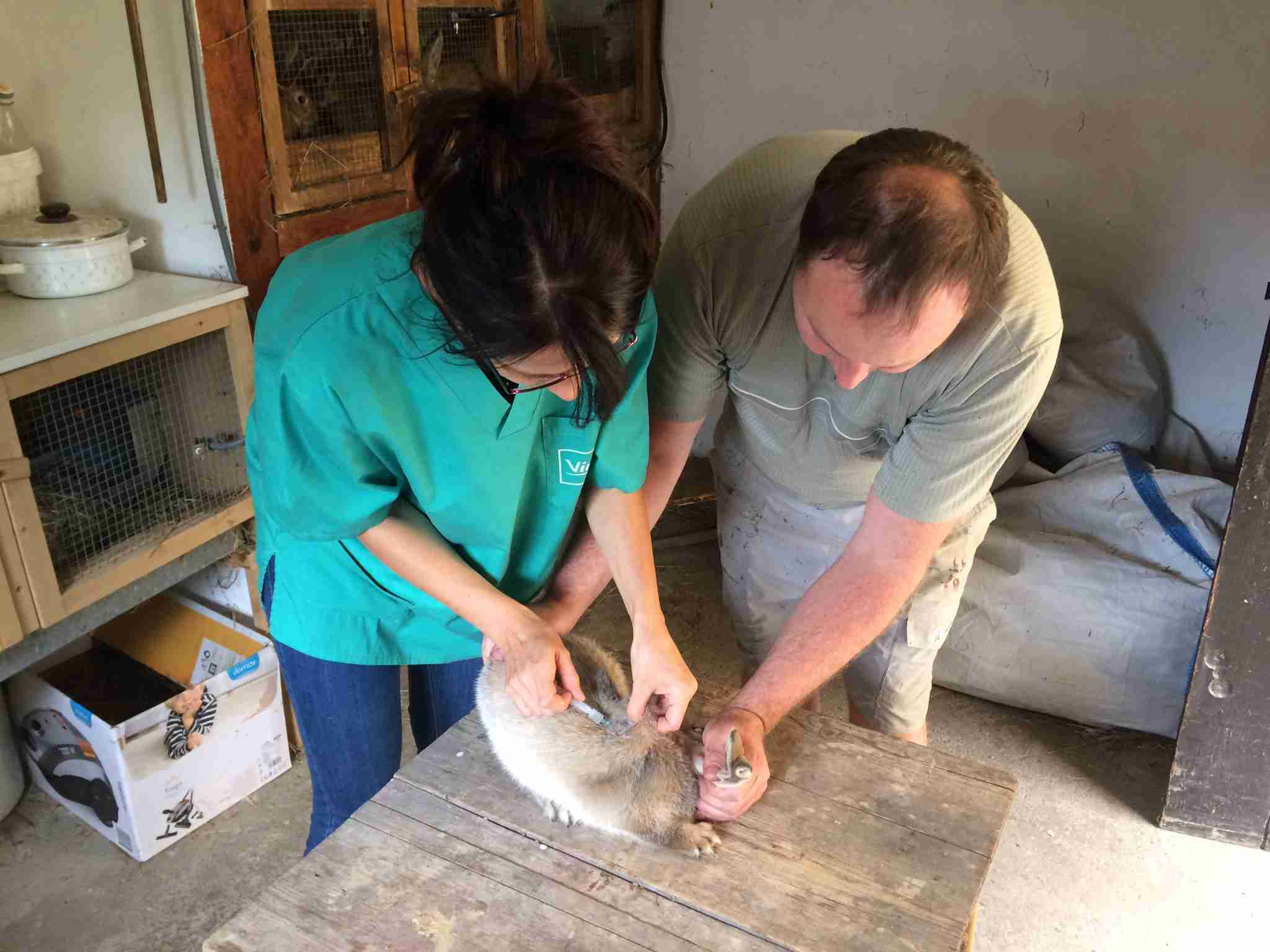 veterina očkování