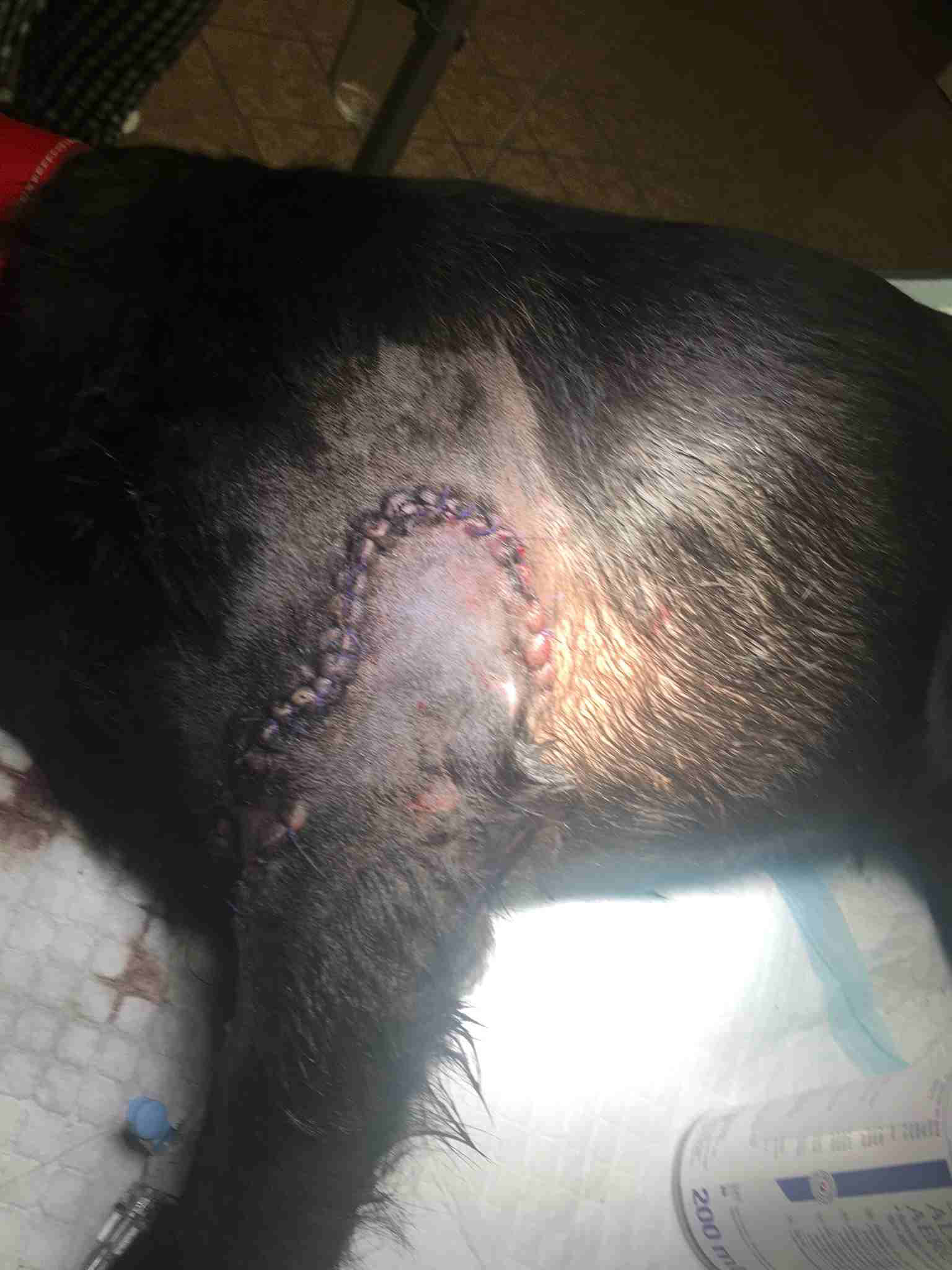 veterina pomoc operace